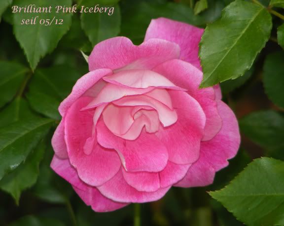 Brilliant Pink Iceberg